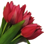 Podziękowanie za współpracę dla dozor24.pl